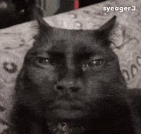 Kevin Hart Cat GIF