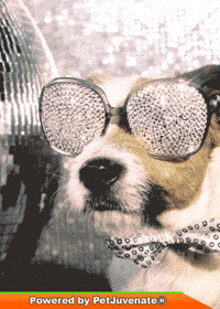 Dog Talk GIF by PetJuvenate - PJ