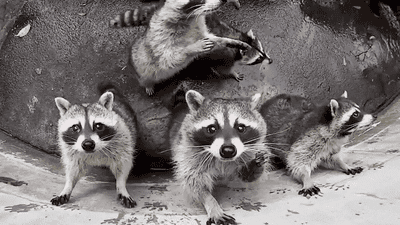 Raccoons Critters GIF
