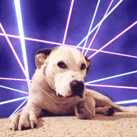 art dog GIF by 29thfloor