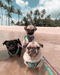 Tired Lets Go GIF
