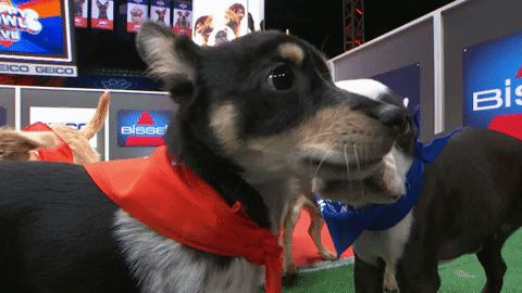 Animal Planet GIF by Puppy Bowl