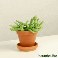 botanicabar_ fun party dancing plants GIF