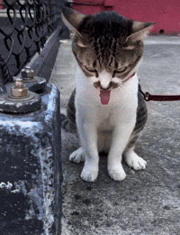 Cat Tongue GIF