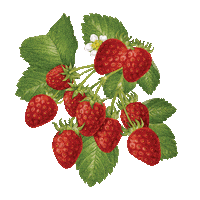 Wyld Cbd Sticker by Wyld