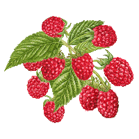 Wyld Cbd Sticker by Wyld