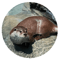 WWF-Belgium wwf belgium wwf belgique wwf belgië wwf belgie Sticker