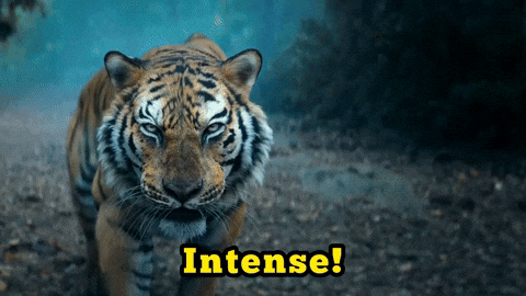 Music Label Tiger GIF by Divo Music