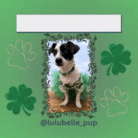 Happy St Patricks Day Lulubelle GIF