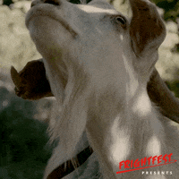 SignatureEntertainmentUK movie film wtf movies GIF