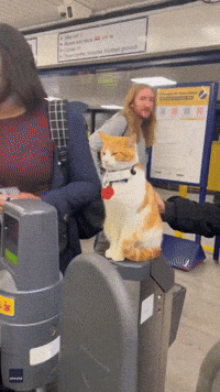 All Aboard: Cat Greets Commuters at Stevenage Train Station