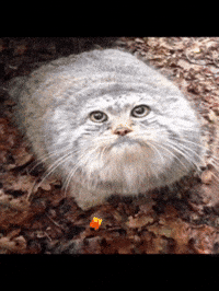 Ay GIF