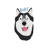 Dog Duke Sticker