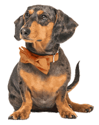 Wiener Dog Dachshund Sticker by Sam & Ash, LLP