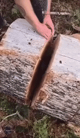 Possum Narrowly Avoids Being Sawed in Two by Farmer Cutting Down Tree