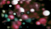 Party Film GIF