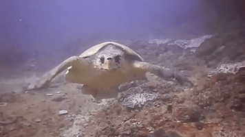 Diver Gets Up Close and Personal With Turtle