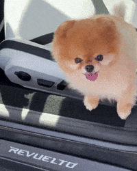 Pomeranian Supercar GIF