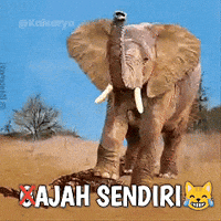 Elephant GIF