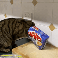 Hungry Feed Me GIF