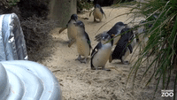 Penguins Delighted After Jumping Castle Arrives to Melbourne Zoo
