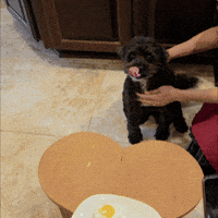 Dog Food GIF