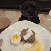 Birthday Cake Dog GIF