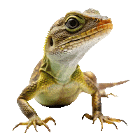 Guinea Pig Love Sticker