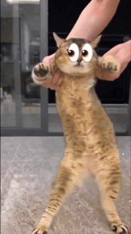 Scared Cat GIF
