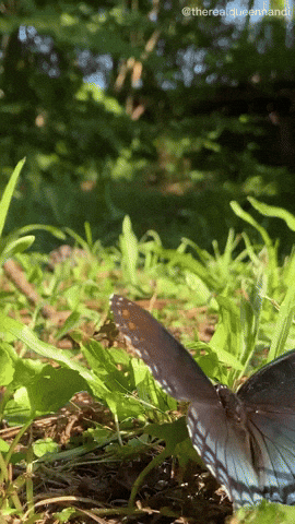 Believe In Yourself GIF by Queen Nandi