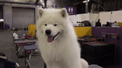 westminster dog show GIF by Westminster Kennel Club