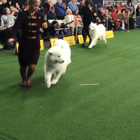 dog show dogs GIF by Westminster Kennel Club