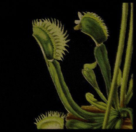 Carnivore Apothecary GIF by Dr.Soil