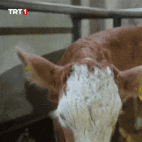 Look No GIF by TRT