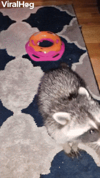 Raccoons on Rug Play with Toy