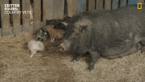 National Geographic Reaction GIF by Nat Geo Wild