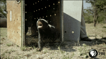 Honey Badger GIF by Nature on PBS