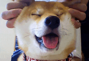 Doge Shiba GIF