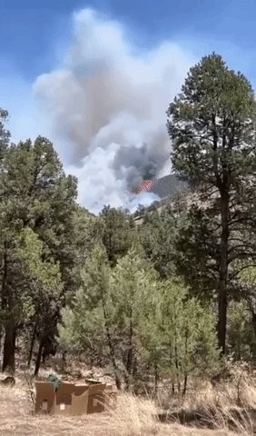 Black Fire Containment Increases  in Gila National Forest