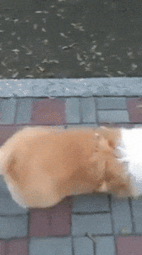 Dog Corgi GIF