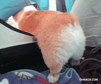 Dog Fail GIF