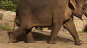 ARTIS_amsterdam zoo artis olifant artisamsterdam GIF