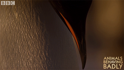 penguin look up GIF by BBC