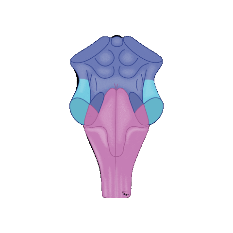 revmed giphygifmaker study brain student Sticker
