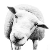 Thug Life Sticker by Remessa Online