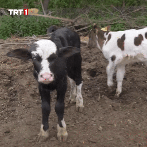 Sinirli Kızgın GIF by TRT