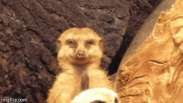 gifys GIF by The .GIFYS