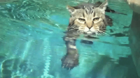 kitty swim GIF