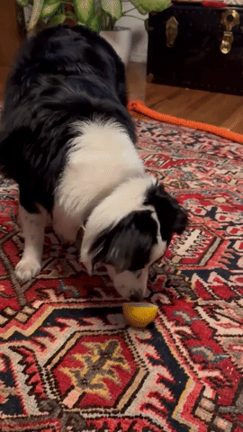 Adventurous Dog Bested by Lemon