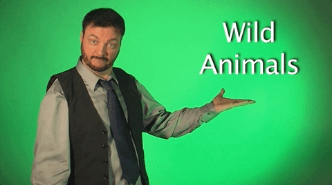 sign language GIF by Sign with Robert
